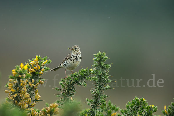 Wiesenpieper (Anthus pratensis)