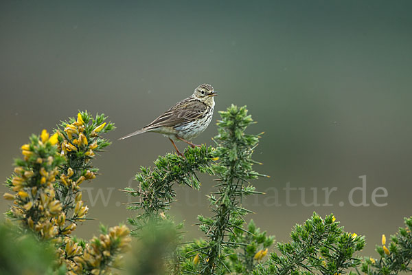 Wiesenpieper (Anthus pratensis)