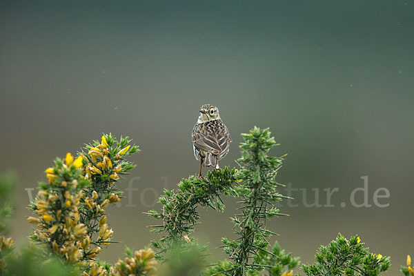 Wiesenpieper (Anthus pratensis)