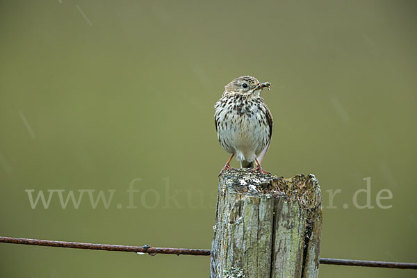 Wiesenpieper (Anthus pratensis)