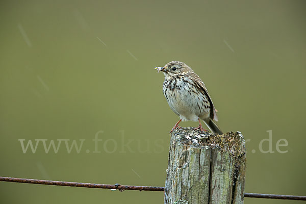 Wiesenpieper (Anthus pratensis)