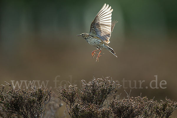 Wiesenpieper (Anthus pratensis)