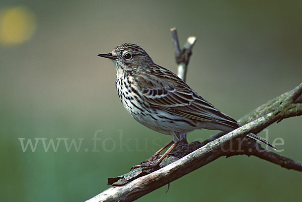 Wiesenpieper (Anthus pratensis)