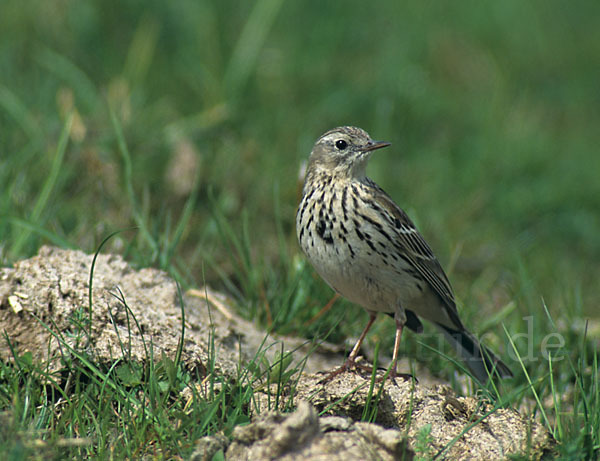 Wiesenpieper (Anthus pratensis)