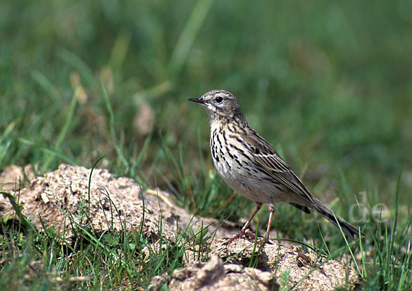 Wiesenpieper (Anthus pratensis)