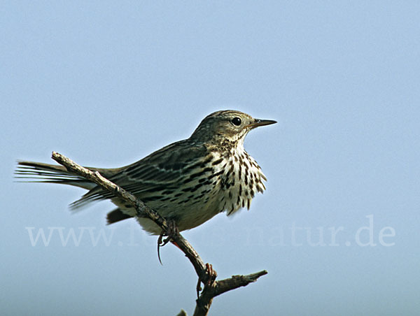 Wiesenpieper (Anthus pratensis)