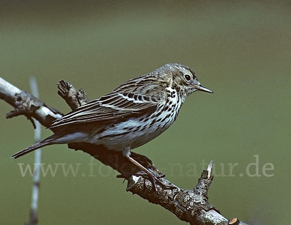 Wiesenpieper (Anthus pratensis)