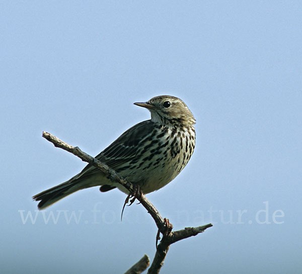 Wiesenpieper (Anthus pratensis)