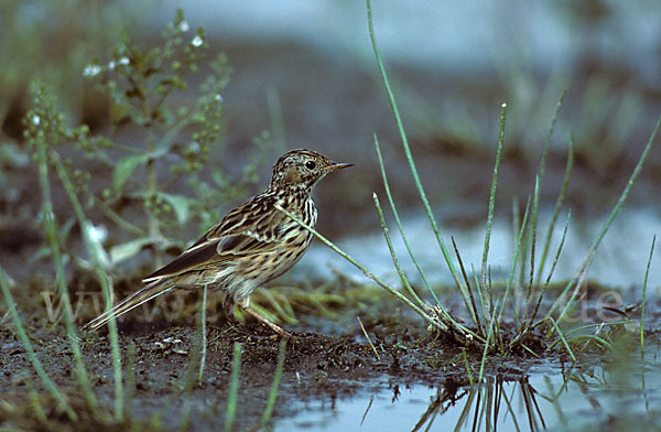 Wiesenpieper (Anthus pratensis)