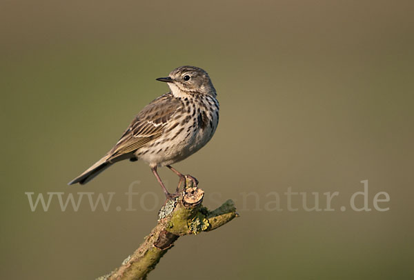 Wiesenpieper (Anthus pratensis)