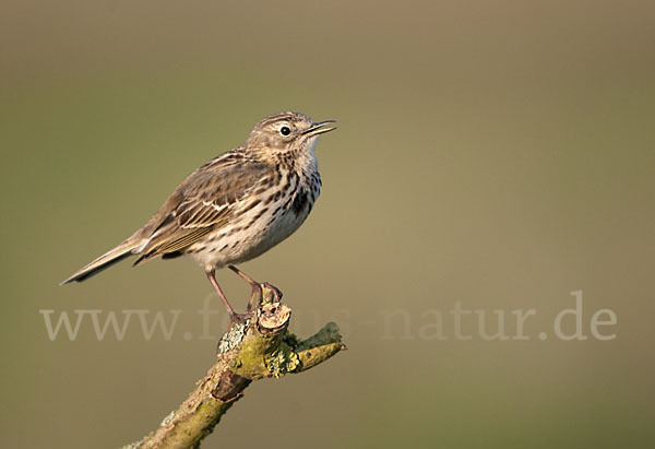 Wiesenpieper (Anthus pratensis)