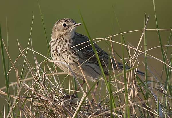 Wiesenpieper (Anthus pratensis)