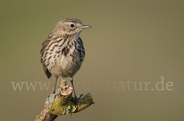 Wiesenpieper (Anthus pratensis)