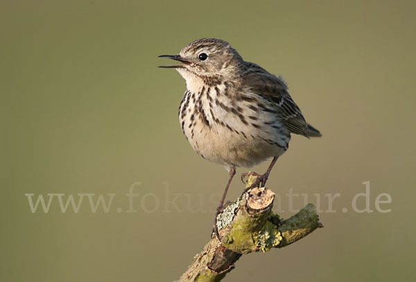 Wiesenpieper (Anthus pratensis)