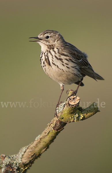 Wiesenpieper (Anthus pratensis)