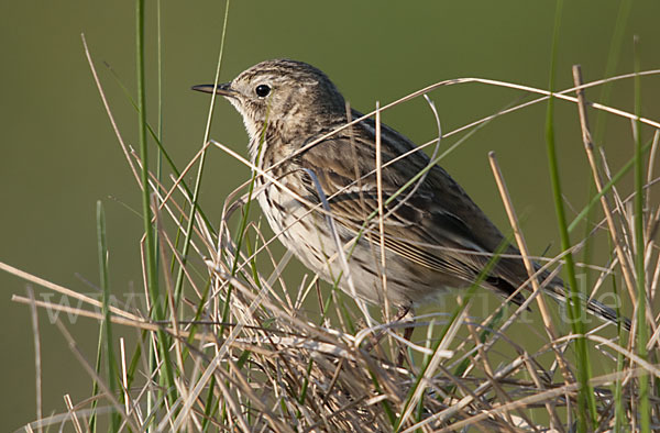 Wiesenpieper (Anthus pratensis)