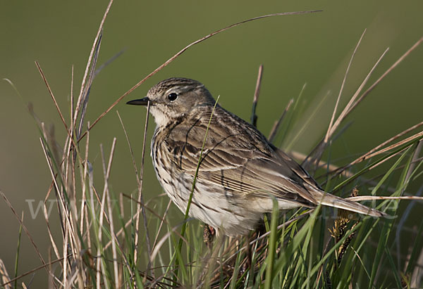 Wiesenpieper (Anthus pratensis)