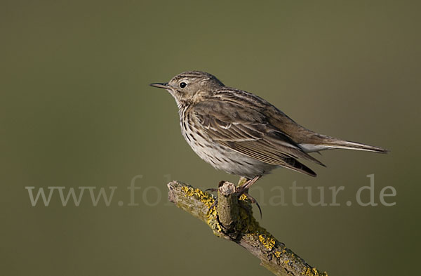 Wiesenpieper (Anthus pratensis)