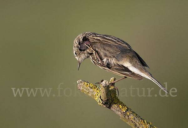 Wiesenpieper (Anthus pratensis)