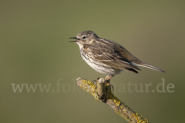 Wiesenpieper (Anthus pratensis)