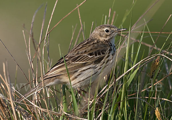 Wiesenpieper (Anthus pratensis)