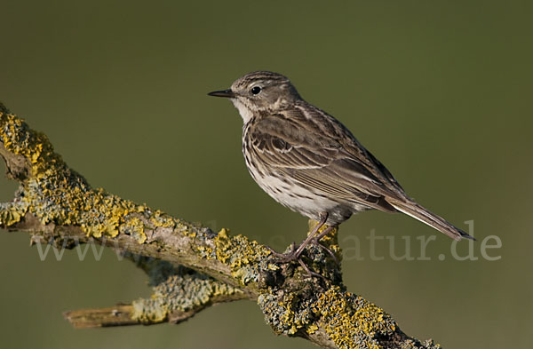 Wiesenpieper (Anthus pratensis)