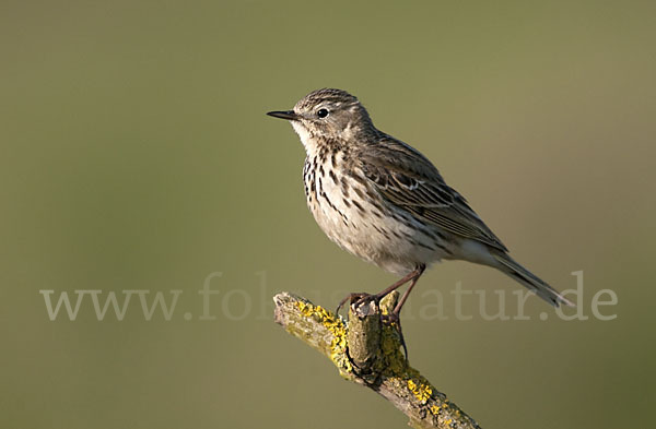 Wiesenpieper (Anthus pratensis)