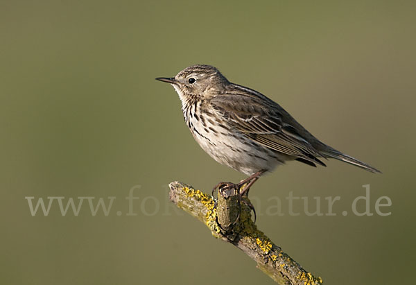 Wiesenpieper (Anthus pratensis)