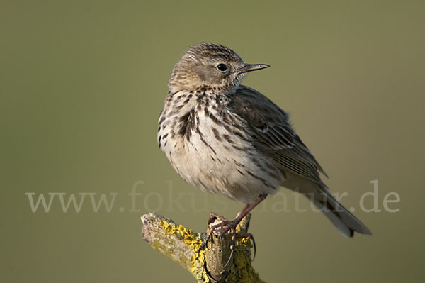 Wiesenpieper (Anthus pratensis)