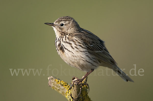 Wiesenpieper (Anthus pratensis)