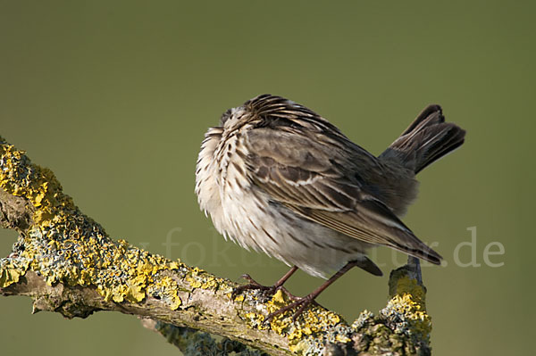 Wiesenpieper (Anthus pratensis)