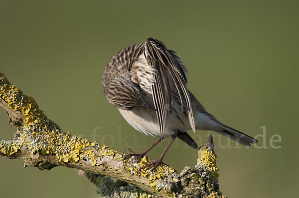 Wiesenpieper (Anthus pratensis)