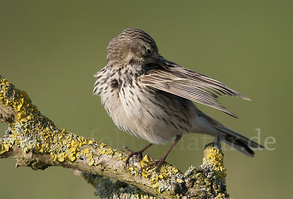 Wiesenpieper (Anthus pratensis)