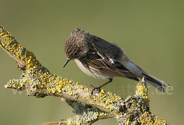 Wiesenpieper (Anthus pratensis)