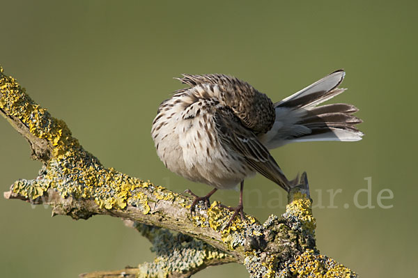 Wiesenpieper (Anthus pratensis)