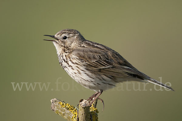 Wiesenpieper (Anthus pratensis)