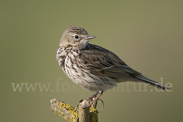 Wiesenpieper (Anthus pratensis)