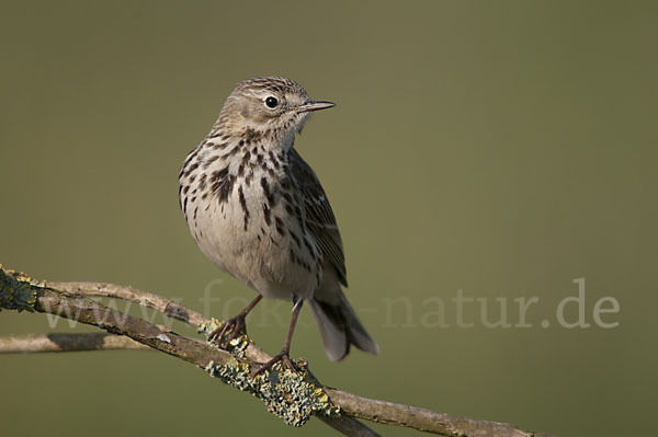 Wiesenpieper (Anthus pratensis)