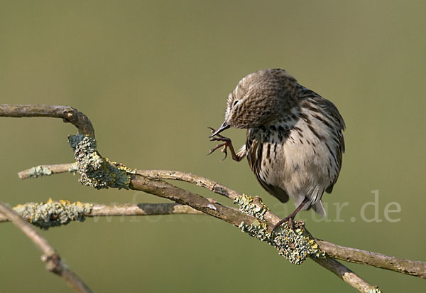 Wiesenpieper (Anthus pratensis)