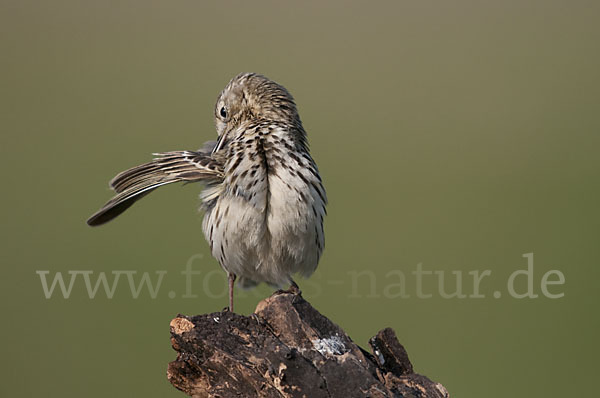 Wiesenpieper (Anthus pratensis)