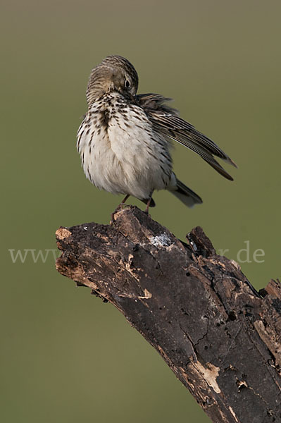 Wiesenpieper (Anthus pratensis)