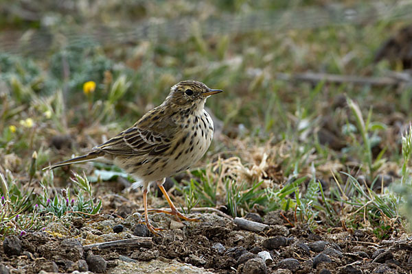 Wiesenpieper (Anthus pratensis)