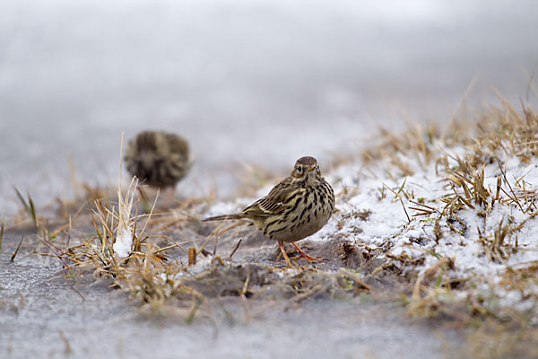 Wiesenpieper (Anthus pratensis)