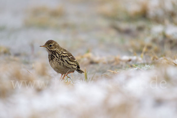 Wiesenpieper (Anthus pratensis)