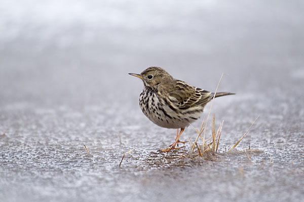 Wiesenpieper (Anthus pratensis)