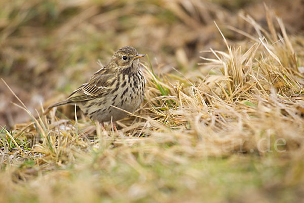 Wiesenpieper (Anthus pratensis)