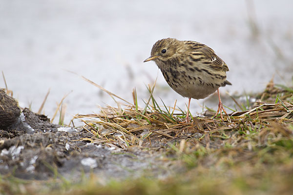 Wiesenpieper (Anthus pratensis)