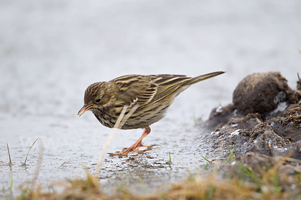 Wiesenpieper (Anthus pratensis)