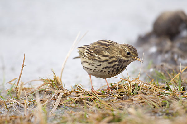 Wiesenpieper (Anthus pratensis)