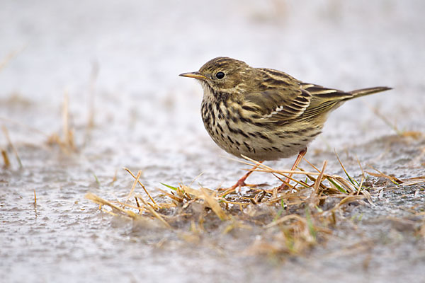 Wiesenpieper (Anthus pratensis)